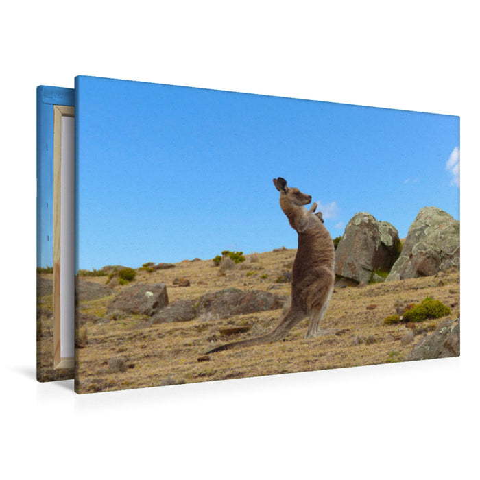 Premium textile canvas Premium textile canvas 120 cm x 80 cm landscape Kangaroo in Australia 
