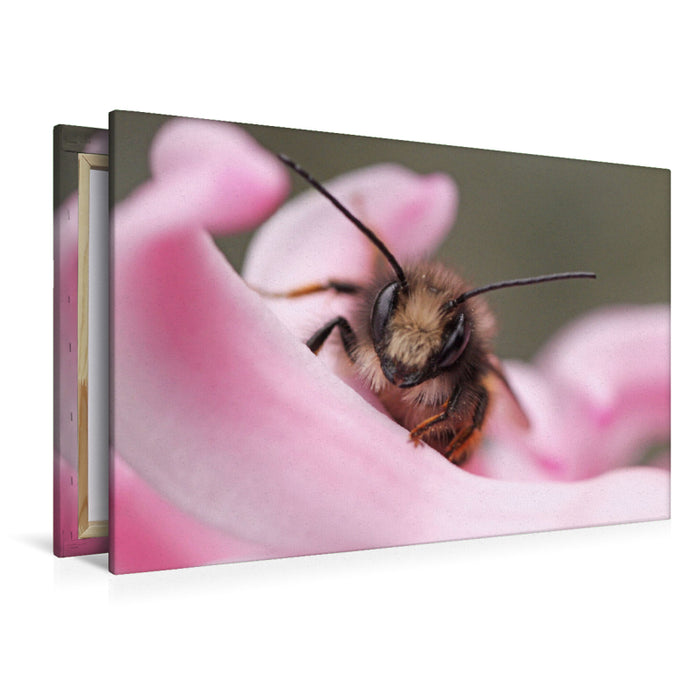 Premium Textil-Leinwand Premium Textil-Leinwand 120 cm x 80 cm quer Ein Motiv aus dem Kalender Insekten Kleine Wunder