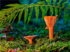 Edel-Reizker (Lactarius deliciosus) - CALVENDO Foto-Puzzle - calvendoverlag 29.99