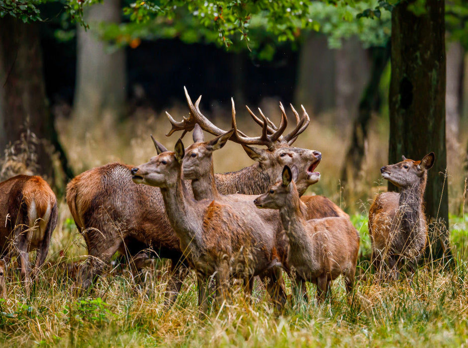 Rothirsch in der Brunft - CALVENDO Foto-Puzzle - calvendoverlag 39.99