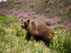 Grizzlybär - CALVENDO Foto-Puzzle - calvendoverlag 39.99