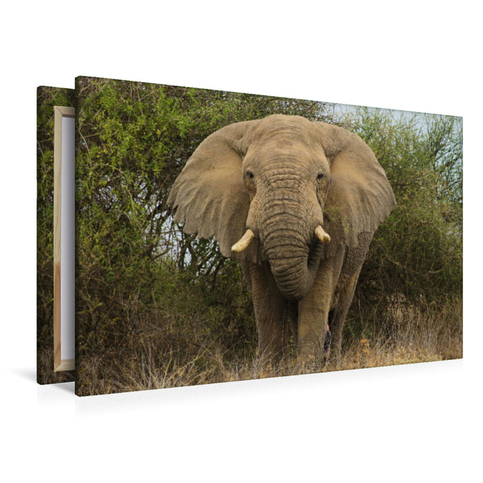 Premium Textil-Leinwand Premium Textil-Leinwand 120 cm x 80 cm quer Elefant