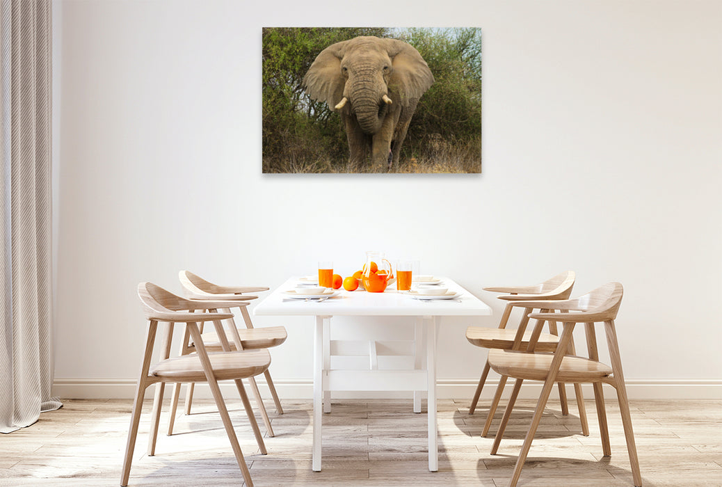 Premium Textil-Leinwand Premium Textil-Leinwand 120 cm x 80 cm quer Elefant