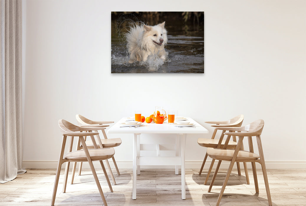 Premium Textil-Leinwand Premium Textil-Leinwand 120 cm x 80 cm quer Spaziergang mit meinem Islandhund