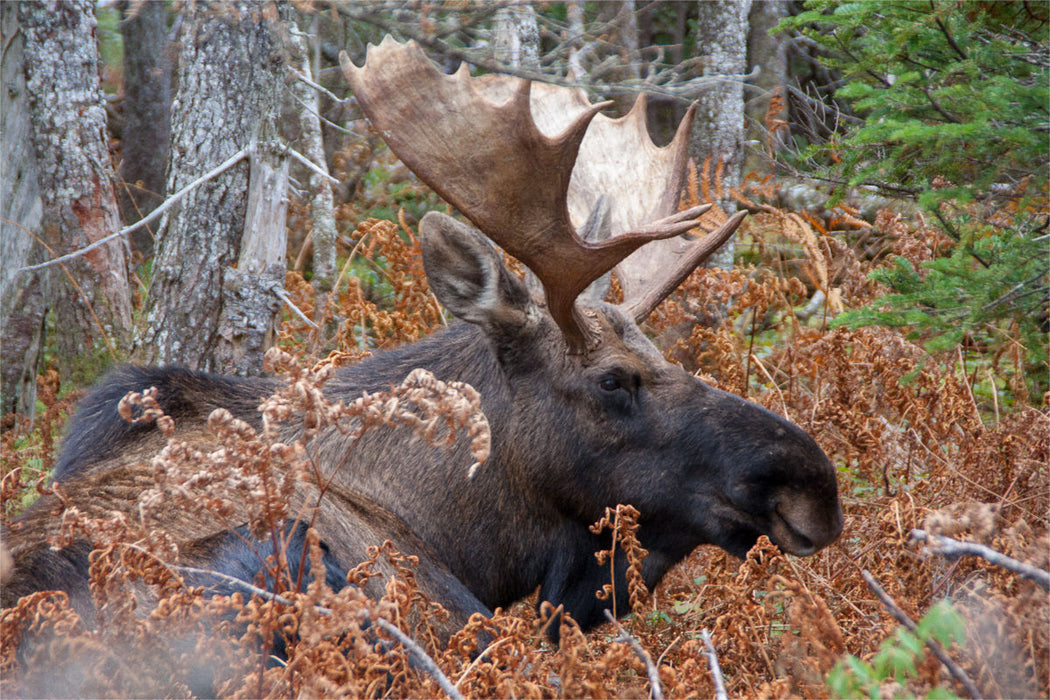 Premium textile canvas Premium textile canvas 120 cm x 80 cm landscape Moose · Cape Breton Higlands National Park 