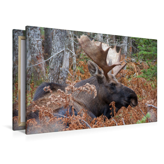 Premium Textil-Leinwand Premium Textil-Leinwand 120 cm x 80 cm quer Moose · Cape Breton Higlands National Park