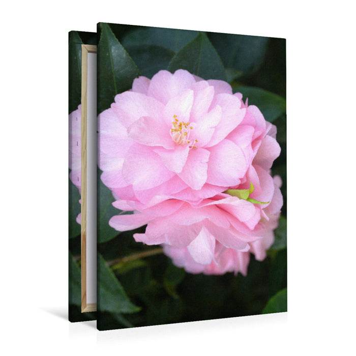 Premium textile canvas Premium textile canvas 80 cm x 120 cm high camellia flowers 