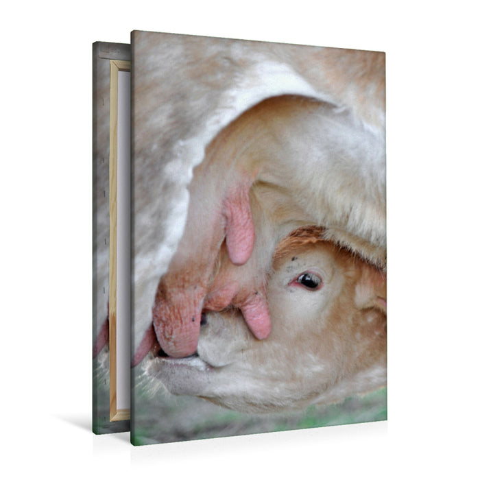 Premium textile canvas Premium textile canvas 80 cm x 120 cm high Breastfeeding a calf 