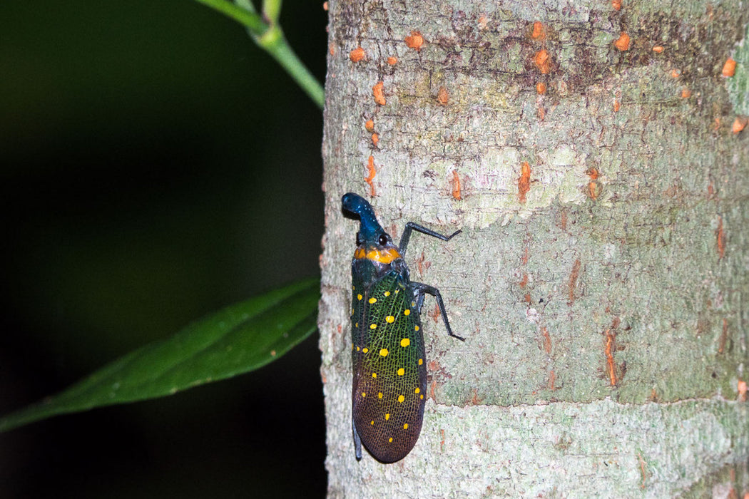 Premium textile canvas Premium textile canvas 120 cm x 80 cm landscape Lantern bug from the jungle of Borneo, Indonesia 