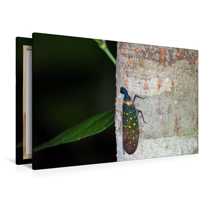 Premium textile canvas Premium textile canvas 120 cm x 80 cm landscape Lantern bug from the jungle of Borneo, Indonesia 