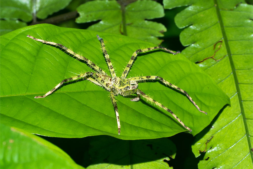 Premium textile canvas Premium textile canvas 120 cm x 80 cm landscape Spider from the jungle of Borneo, Indonesia 