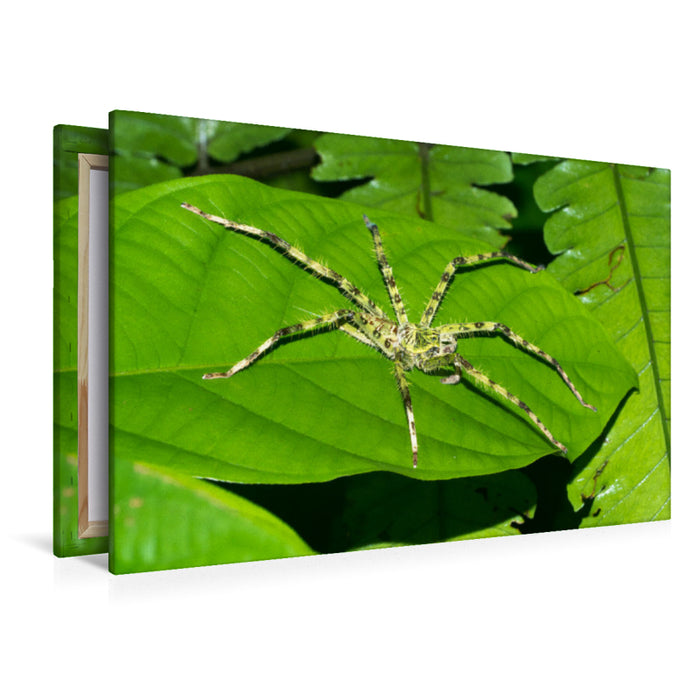 Premium textile canvas Premium textile canvas 120 cm x 80 cm landscape Spider from the jungle of Borneo, Indonesia 