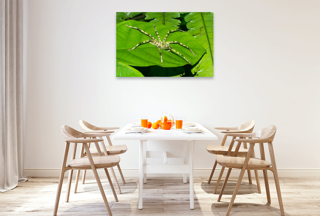 Premium textile canvas Premium textile canvas 120 cm x 80 cm landscape Spider from the jungle of Borneo, Indonesia 