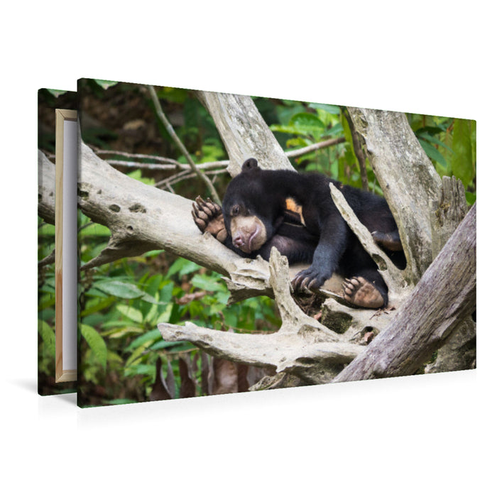 Premium textile canvas Premium textile canvas 120 cm x 80 cm landscape Sun bear from the jungle of Borneo, Indonesia 