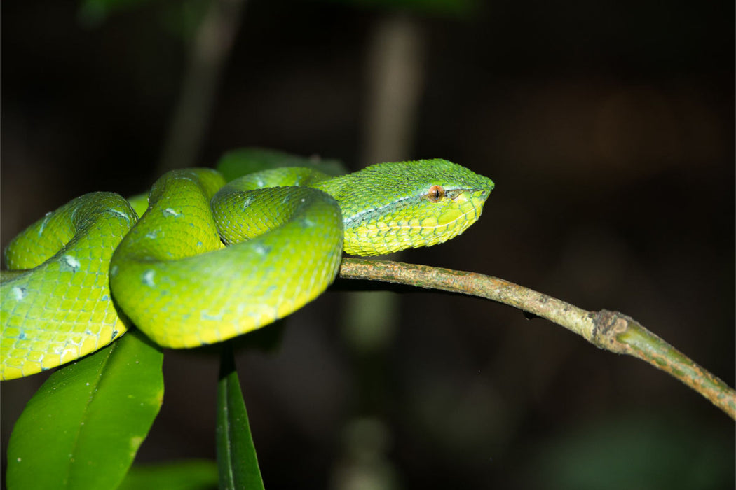 Premium textile canvas Premium textile canvas 120 cm x 80 cm landscape Viper from the jungle of Borneo, Indonesia 