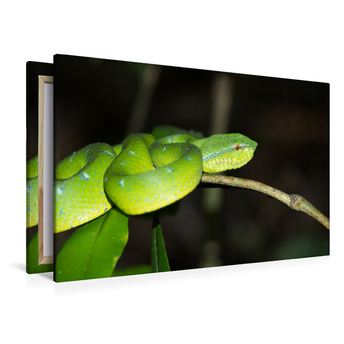 Premium textile canvas Premium textile canvas 120 cm x 80 cm landscape Viper from the jungle of Borneo, Indonesia 