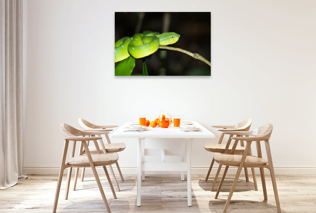 Premium textile canvas Premium textile canvas 120 cm x 80 cm landscape Viper from the jungle of Borneo, Indonesia 