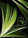 Grünes Herzblatt dekorativ - CALVENDO Foto-Puzzle - calvendoverlag 39.99