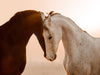 Marwari Pferde - CALVENDO Foto-Puzzle - calvendoverlag 29.99