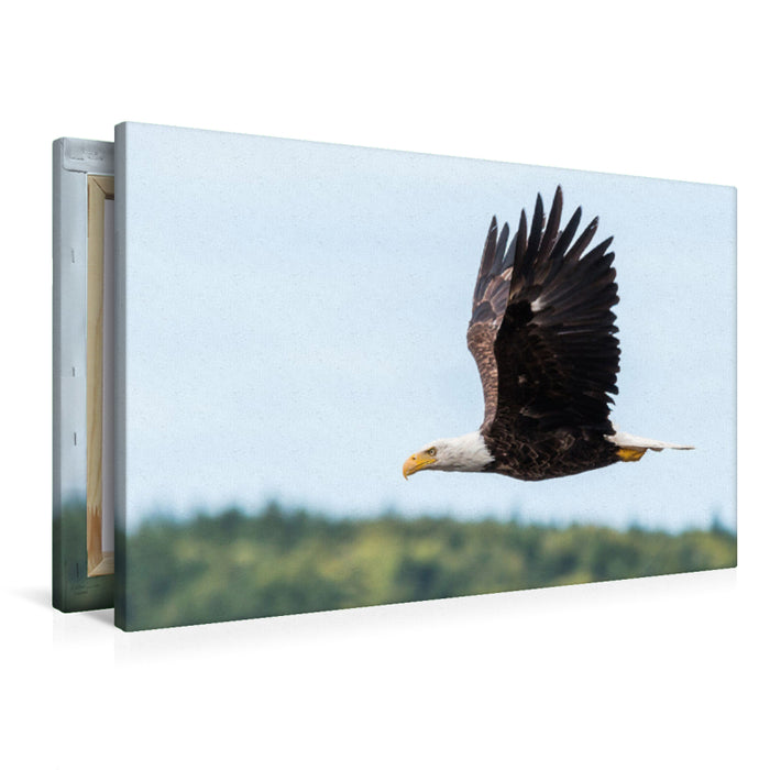 Premium Textil-Leinwand Premium Textil-Leinwand 90 cm x 60 cm quer Weißkopfseeadler