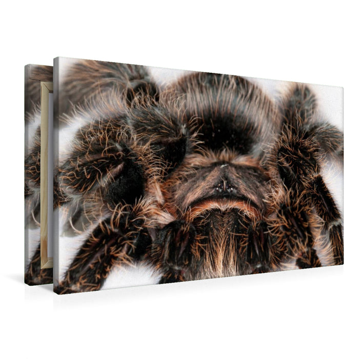 Premium textile canvas Premium textile canvas 90 cm x 60 cm landscape tarantula 