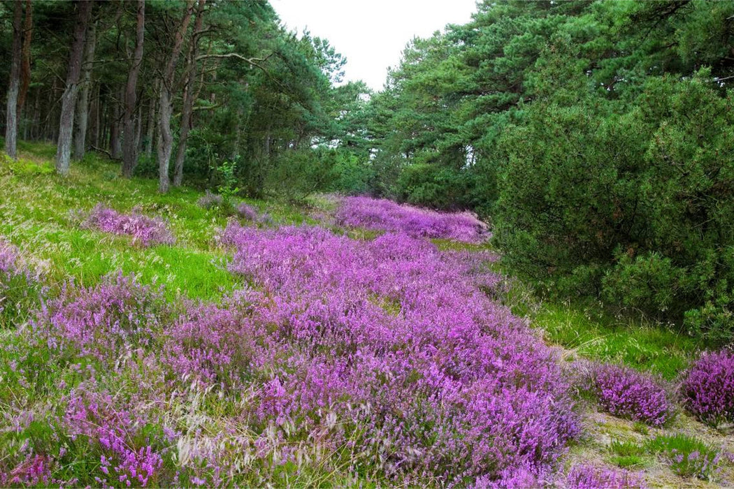 Premium textile canvas Premium textile canvas 120 cm x 80 cm landscape heathland in Denmark 