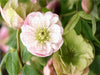 Christrosen, Helleborus - CALVENDO Foto-Puzzle - calvendoverlag 29.99