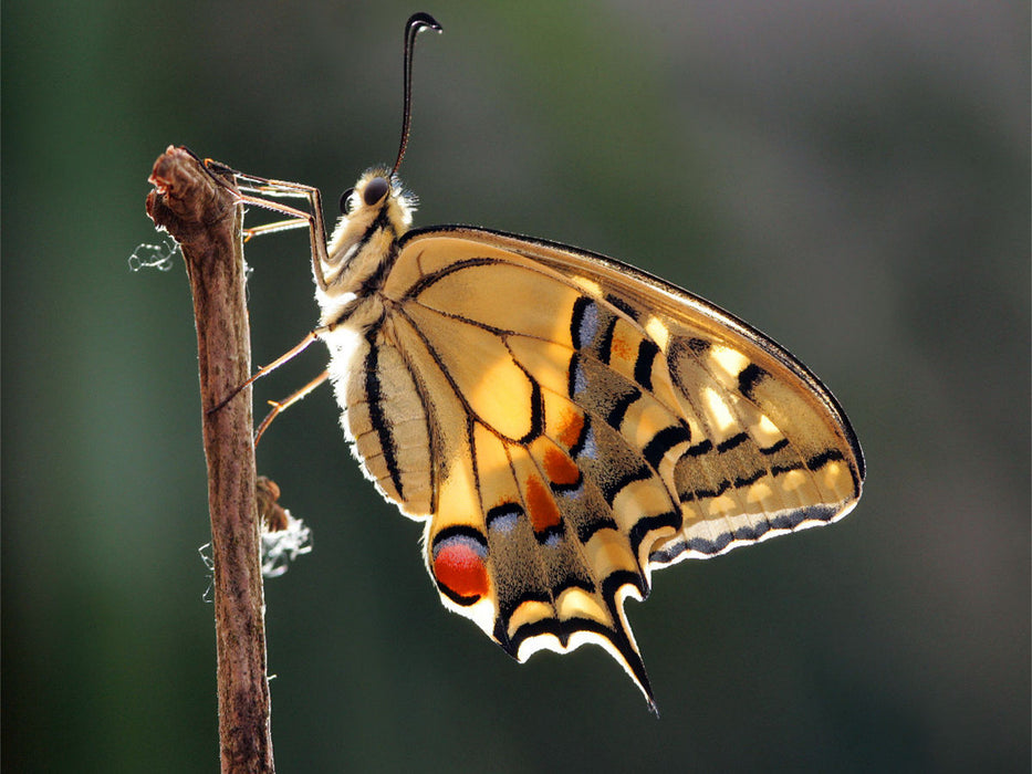 Schwalbenschwanz (Papilio machaon) - CALVENDO Foto-Puzzle - calvendoverlag 29.99