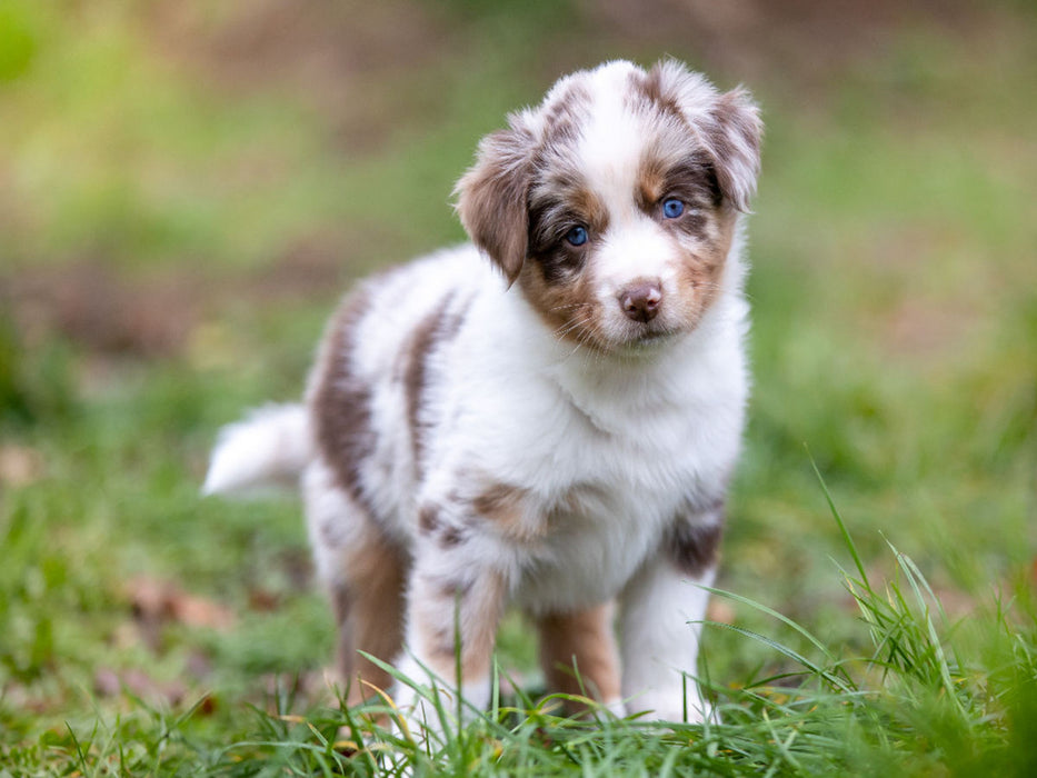 Gescheckter Aussie Welpe mit strahlend blauen Augen und rührenden Blick - CALVENDO Foto-Puzzle - calvendoverlag 29.99