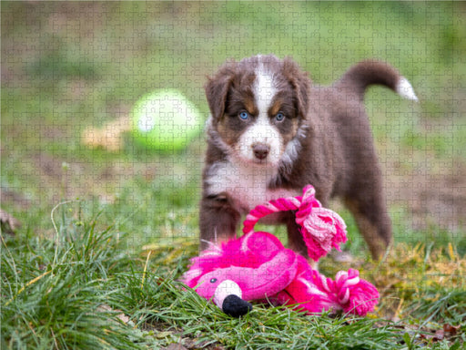 Süßer Australian Shepherd Welpe spielt mit einem Flamingo Stofftier - CALVENDO Foto-Puzzle - calvendoverlag 29.99