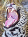 Gepard - CALVENDO Foto-Puzzle - calvendoverlag 29.99