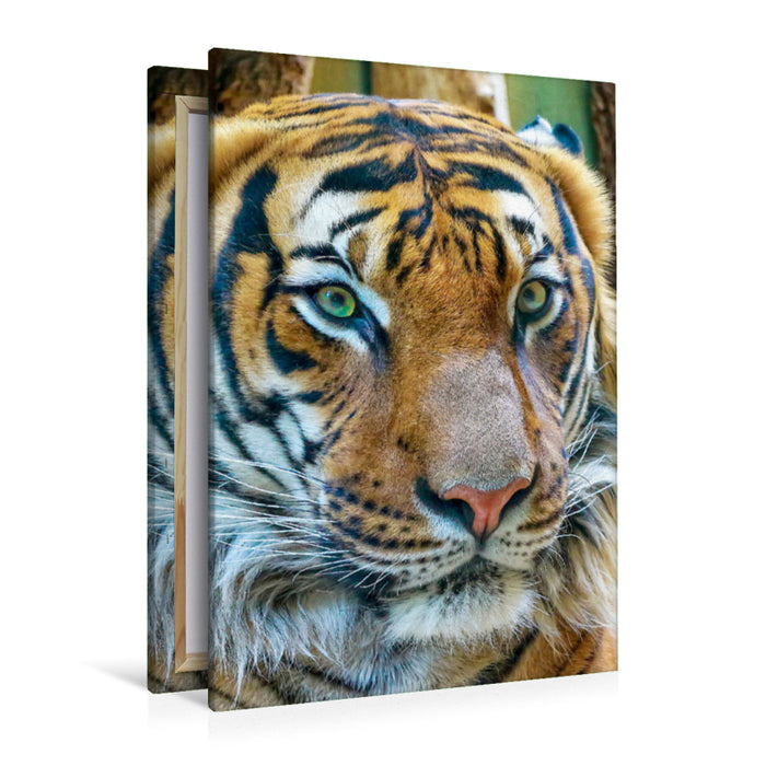 Premium Textil-Leinwand Premium Textil-Leinwand 80 cm x 120 cm  hoch Tiger