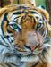Tiger - CALVENDO Foto-Puzzle - calvendoverlag 29.99