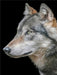 Wolf - CALVENDO Foto-Puzzle - calvendoverlag 29.99