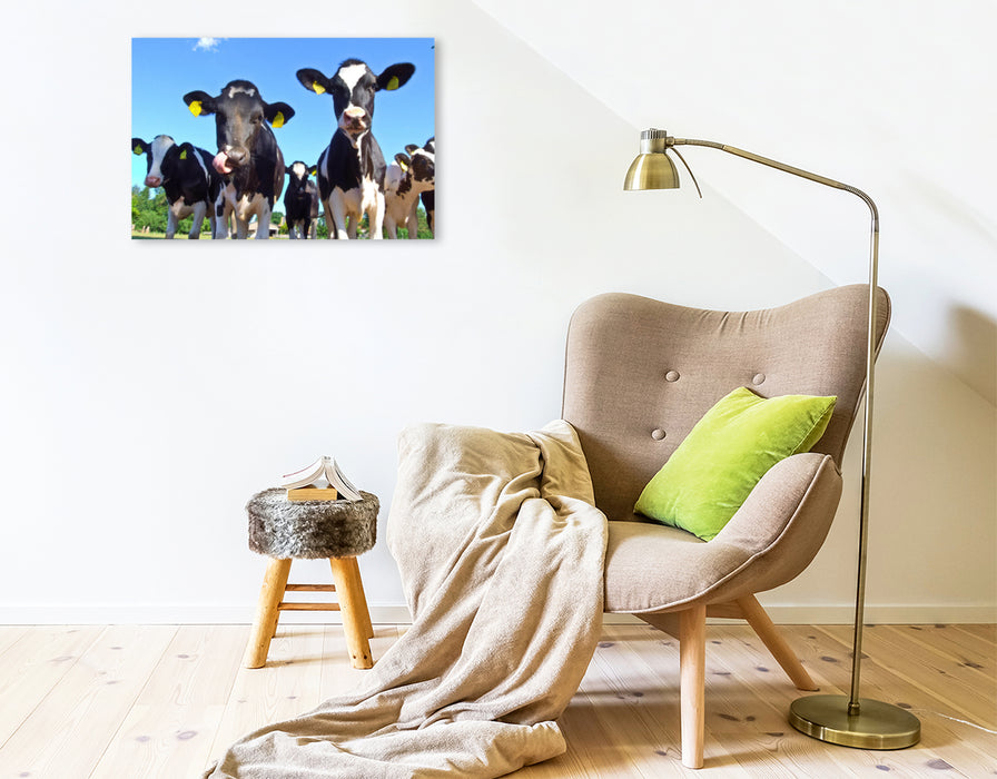 Premium Textil-Leinwand Premium Textil-Leinwand 75 cm x 50 cm quer Junge Rinder auf der Weide