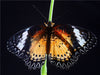 Bortenfalter (Cethosia biblis) - CALVENDO Foto-Puzzle - calvendoverlag 29.99