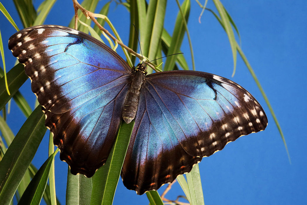 Premium textile canvas Premium textile canvas 120 cm x 80 cm landscape Sky butterfly (Morpho peleides) 