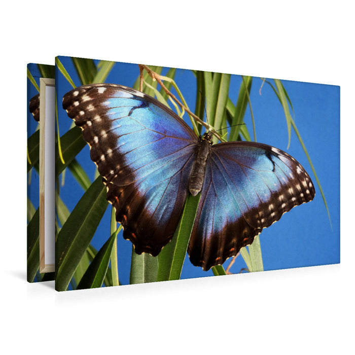 Premium textile canvas Premium textile canvas 120 cm x 80 cm landscape Sky butterfly (Morpho peleides) 