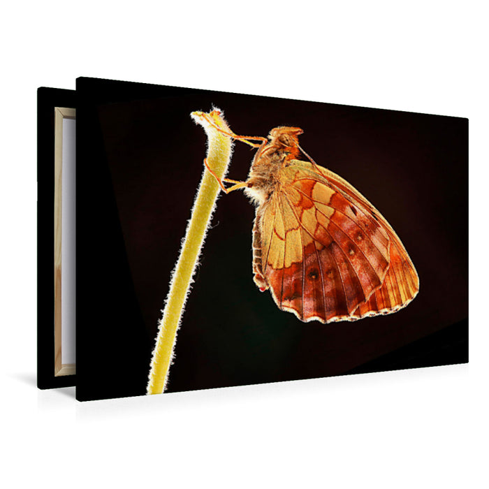 Premium textile canvas Premium textile canvas 120 cm x 80 cm landscape blackberry fritillary (Brenthis daphne) 