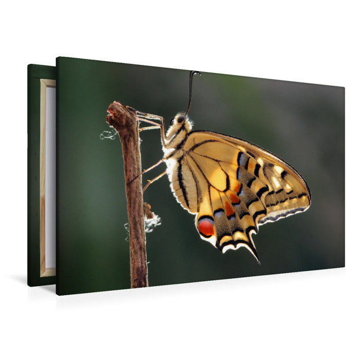 Premium textile canvas Premium textile canvas 120 cm x 80 cm landscape dovetail (Papilio machaon) 