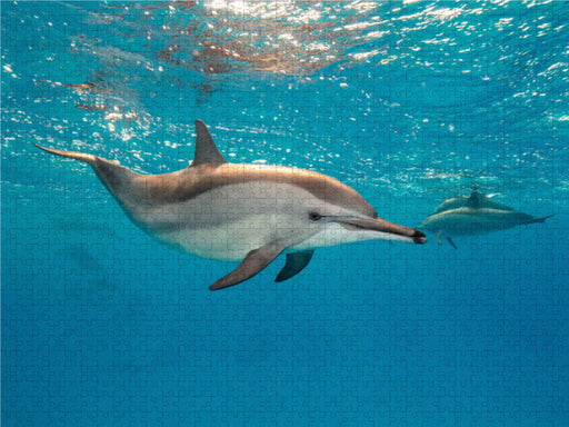 Delfin - CALVENDO Foto-Puzzle - calvendoverlag 29.99