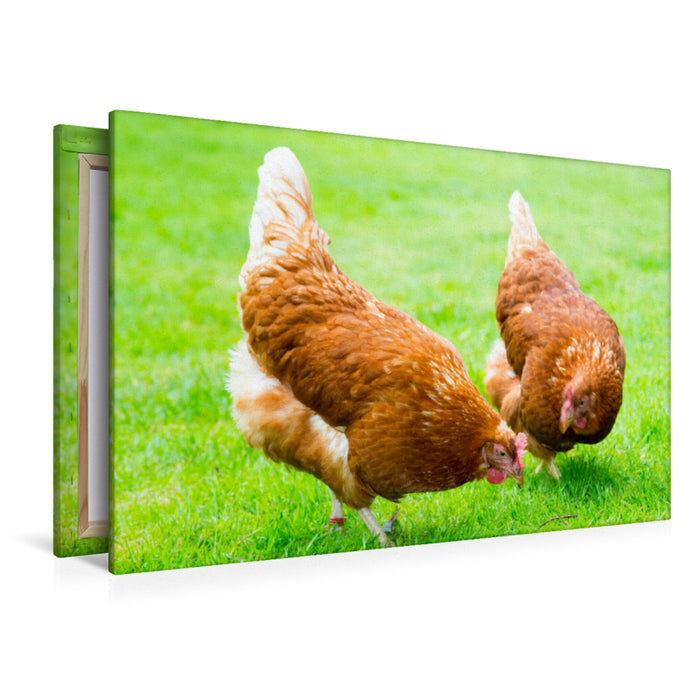 Premium textile canvas Premium textile canvas 120 cm x 80 cm landscape Two happy chickens 