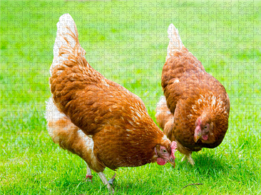 Zwei glückliche Hühner - CALVENDO Foto-Puzzle - calvendoverlag 29.99