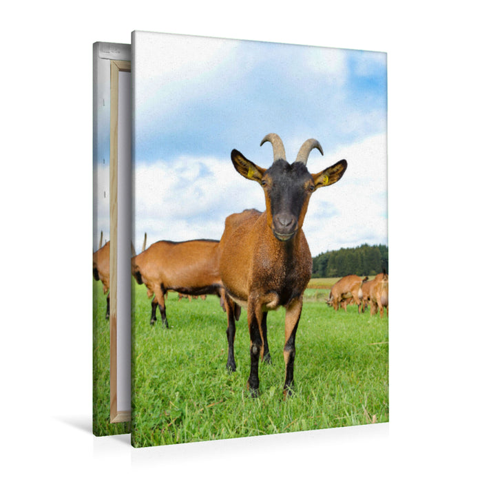 Toile textile haut de gamme Toile textile haut de gamme 80 cm x 120 cm de haut Chèvres nobles allemandes colorées, adorables têtes têtues 