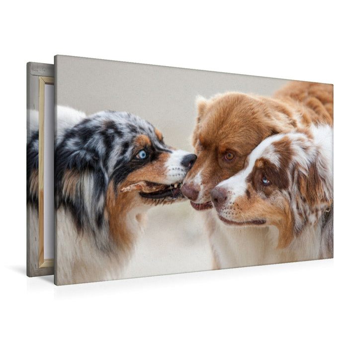 Premium Textil-Leinwand Premium Textil-Leinwand 120 cm x 80 cm quer Ein Motiv aus dem Kalender Australian Shepherd 2022