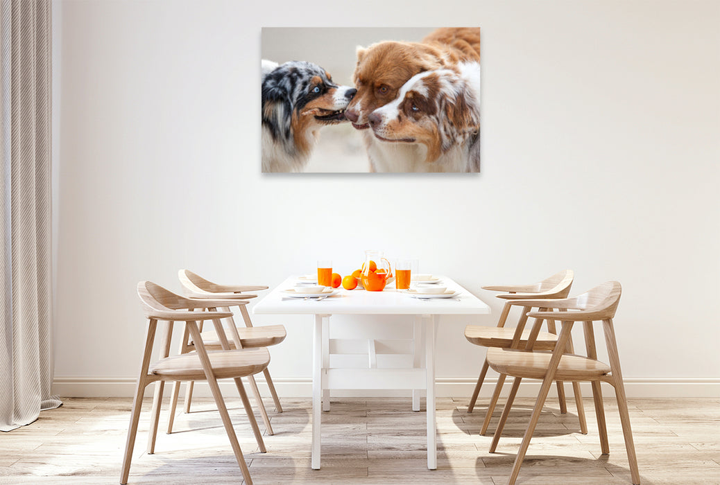 Premium Textil-Leinwand Premium Textil-Leinwand 120 cm x 80 cm quer Ein Motiv aus dem Kalender Australian Shepherd 2022