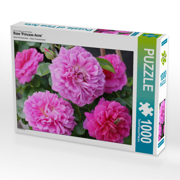 Rose 'Princess Anne' - CALVENDO Foto-Puzzle - calvendoverlag 29.99