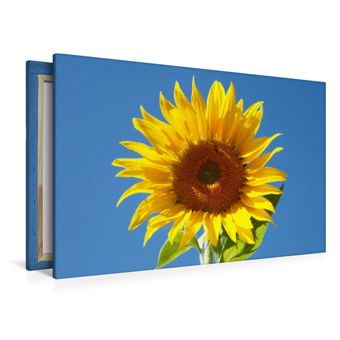 Premium Textil-Leinwand Premium Textil-Leinwand 120 cm x 80 cm quer Sonnenblume vor blauem Himmel