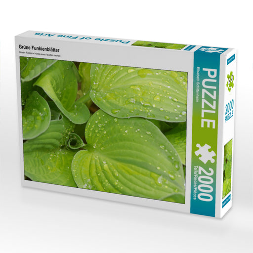 Grüne Funkienblätter - CALVENDO Foto-Puzzle - calvendoverlag 29.99