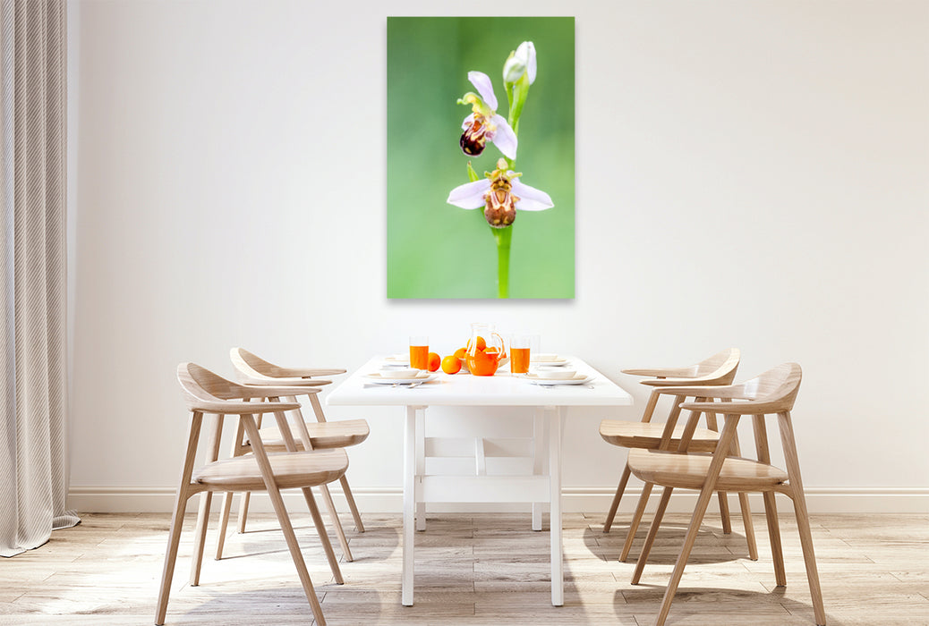 Premium Textil-Leinwand Premium Textil-Leinwand 80 cm x 120 cm  hoch Ophrys apifera - Bienen-Ragwurz